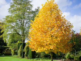 Fast Growing Trees Featured Image