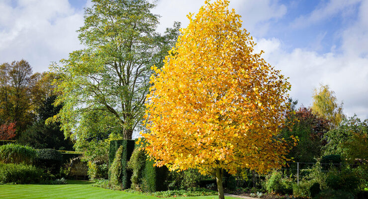 Fast Growing Trees Featured Image