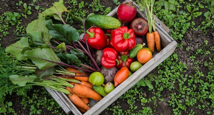 True Leaf Market Featured Image