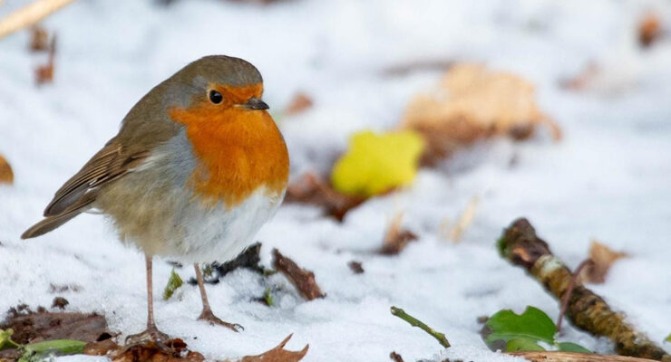 Happy Beaks Featured Image