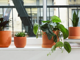 The Sill Featured Image