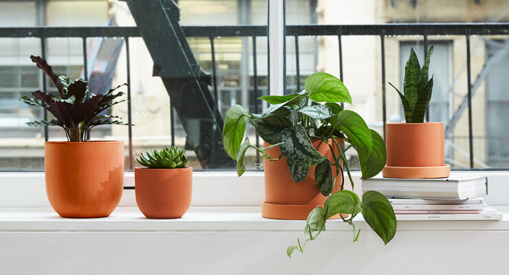 The Sill Featured Image